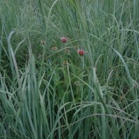 PrairieGrass